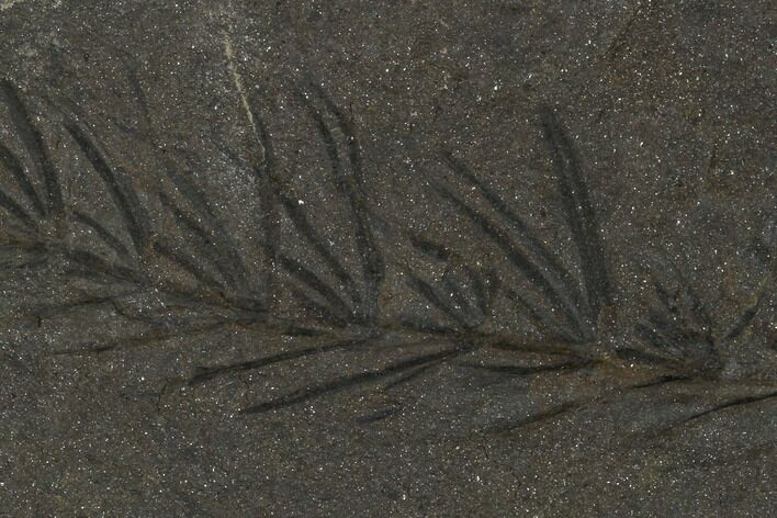 Fossil Pennsylvanian Horsetail (Asterophyllites) - France #114645